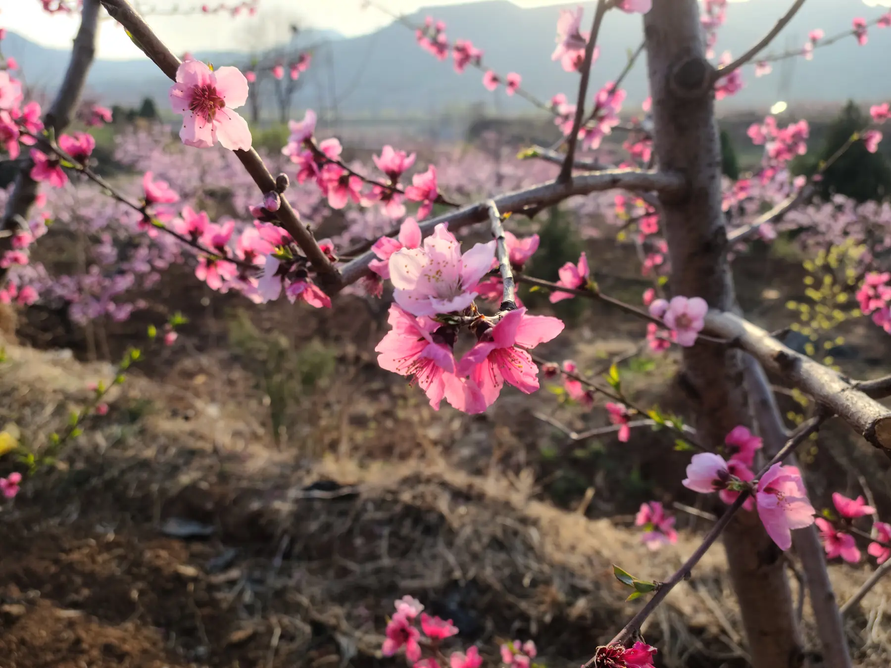 岱崮地貌远眺